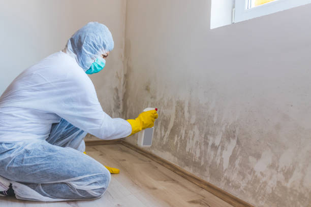 Licensed Mold Testing service in Mathews, VA - WQB Mold Removal